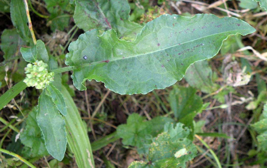 Chenopodium polyspermum? No, Rumex crispus